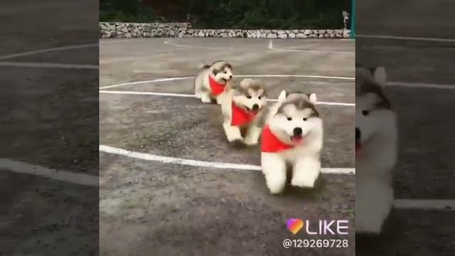 Милые собачки очень милые. смотреть онлайн