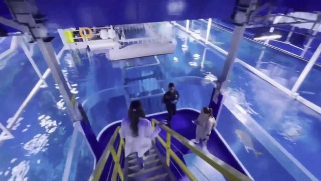 Аквариум в Дубай молл против | Океанариум в отеле Атлантис | Что посетить в Дубае смотреть онлайн