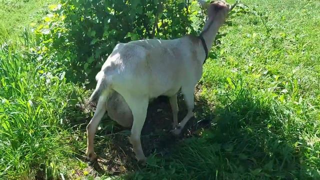 Высокоудойная альпийская коза Николь 2021 смотреть онлайн