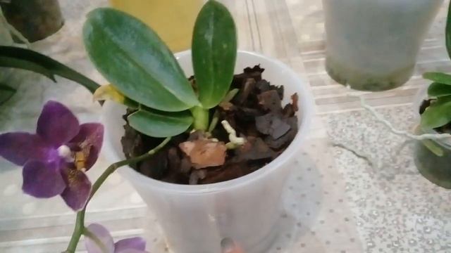 КОМНАТНЫЕ ЦВЕТЫ. ОРХИДЕИ - ФАЛЕНОПСИСЫ, ДЕНДРОБИУМ НОБИЛЕ. смотреть онлайн