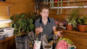 КАК СОХРАНИТЬ ФЛОКС ДО ВЕСНЫ