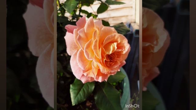 Augusta Louise Rose | Rachel Rose смотреть онлайн