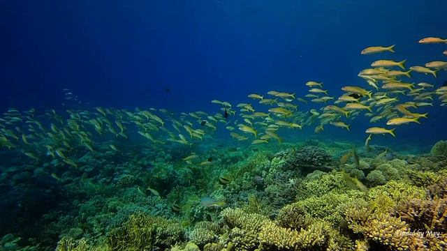 5 дней зимнего моря/5 Days of the Winter Sea смотреть онлайн