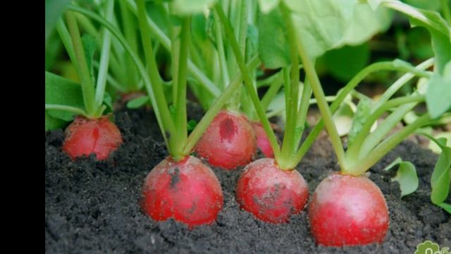 ☝????КАКИЕ РАСТЕНИЯ НЕЛЬЗЯ ПОДКАРМЛИВАТЬ ДРЕВЕСНОЙ ЗОЛОЙ смотреть онлайн