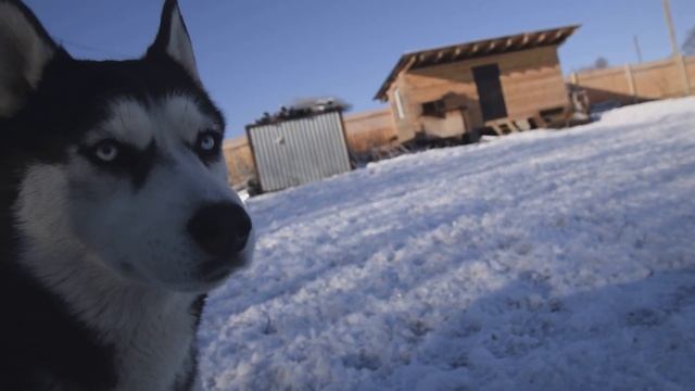 Утренняя прогулка с беременной хаски смотреть онлайн