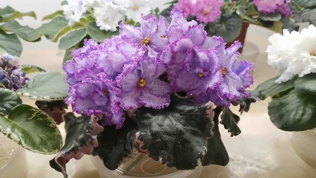 ВЫСТАВКА ФИАЛОК,16.06.20.Самарский Дом фиалки,ул.Победы,121 А. смотреть онлайн