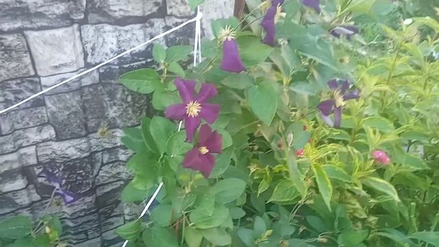 ?Клематис в июле. Почему плохо цветет и желтеют листья? смотреть онлайн