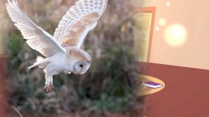 Изучаем животных. Сова. Обучающий мультик.