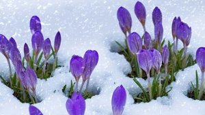 Футаж. Цветы на снегу 32  Footage. Flowers in the snow 32