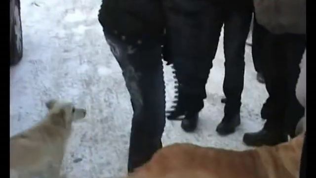 Собачий приют. Липецк.avi