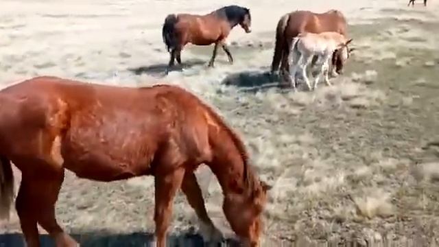 Косяк жеребца по кличке Семён ? смотреть онлайн