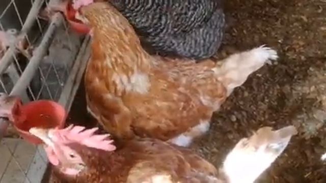 Мочекислый диатез или подагра. Сода нам в помощь! смотреть онлайн