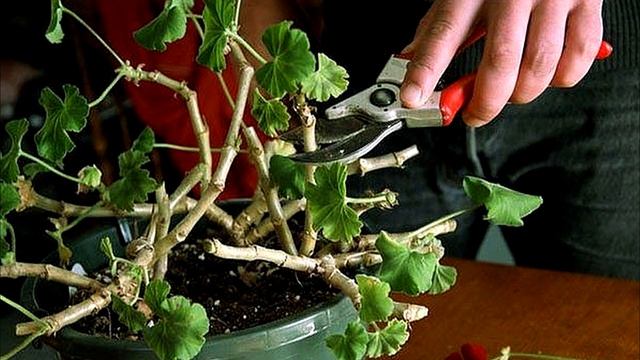 Пеларгониевый рай. Все о пеларгониях. Мои комнатные цветы. Часть 9. смотреть онлайн