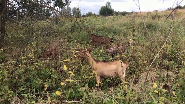 Первая дойка козы. Строю сарай с помощью бензопилы и шуруповерта. Кругом одни мошенники. смотреть онлайн