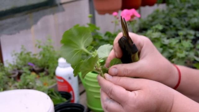 Черенкование и посадка пеларгонии смотреть онлайн