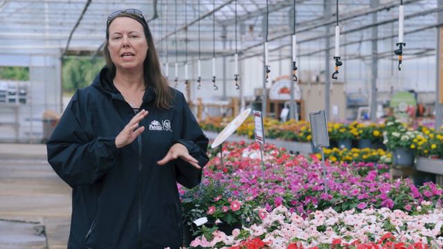 PETITTI Flowering Vinca | Grow This Annual Flower for Deer Resistance & Summer Blooms смотреть онлайн