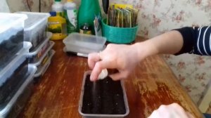 Гелиотроп из семян. Посев Гелиотропа