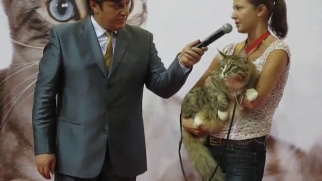 Мейн Кун Гриня на выставке (maine coon) смотреть онлайн
