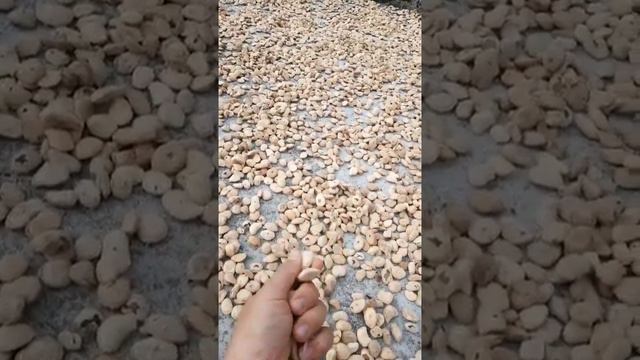 Phơi Hạt Sang Được Nắng смотреть онлайн