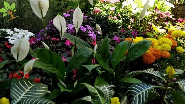 Apenas 1 copo faz explodir de tantas flores (Qualquer planta) смотреть онлайн