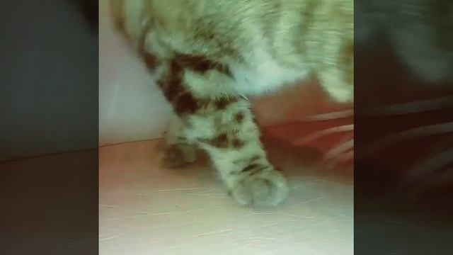 Моя кошка-Хорошка смотреть онлайн