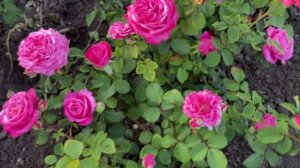 Сравнение Мияби и Мияби Ча и другие розы