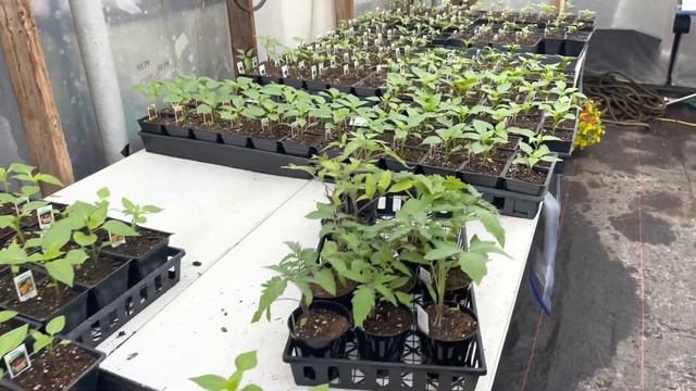 PLANT SHOPPING With Me at Hilltop Greenhouse смотреть онлайн