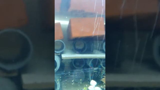 Австралийский красноклешневый рак в аквариуме (АККР) смотреть онлайн