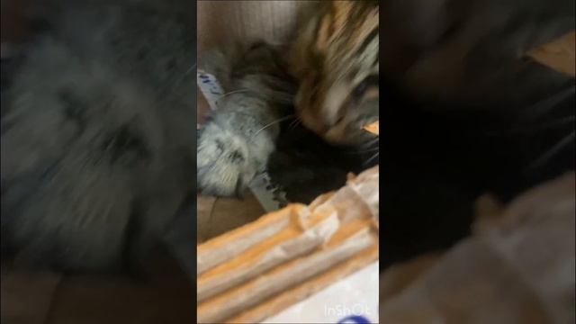 Вам подарочек!