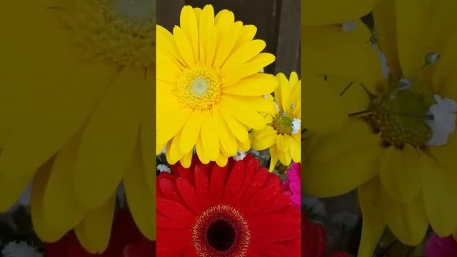 Gerbera Daisies /Darlene's flowers/ Berkshire, NY florist смотреть онлайн