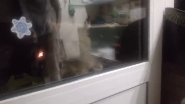 "Открой мне!!", говорящий кот Яков смотреть онлайн