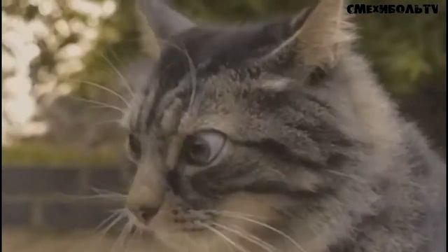 Смех и Боль TV - Офисные забавы. (Смешное видео, ржач, угар) смотреть онлайн