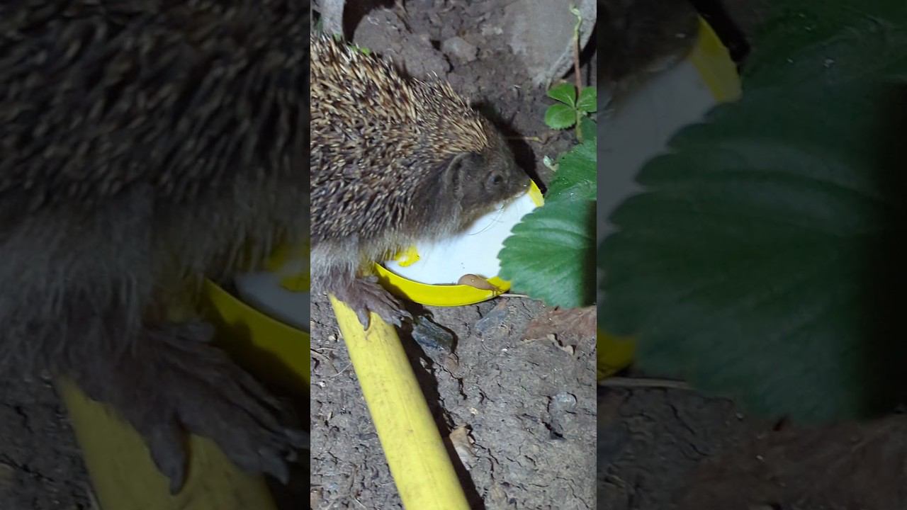 Накормил блудного ёжика :) #shorts смотреть онлайн