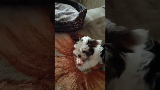 Бивер йоркширский терьер!🐕🐕🐕♥️♥️♥️🥰🥰🥰🤗🤗🤗💋 смотреть онлайн
