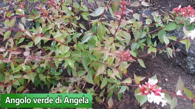 L' ABELIA GRANDIFLORA : Tutto Quello Che Dobbiamo Sapere Per Prenderci Cura Di Questa Pianta