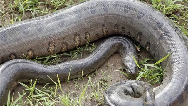 6 Snakes That Can Kill a Tiger Easily смотреть онлайн