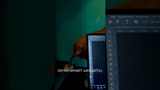 Как понять что КОТ просит внимания и ласки. смотреть онлайн