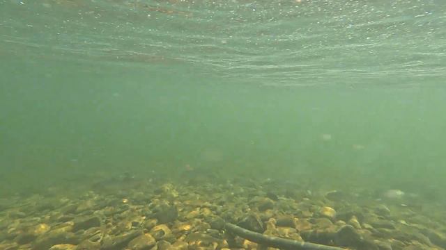 Горбуша пришла на нерест (Клепка) смотреть онлайн