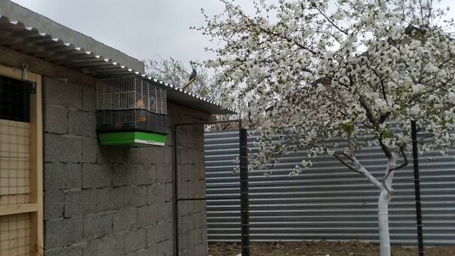 Пение щегла смотреть онлайн