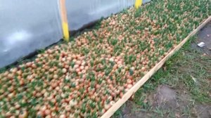 Выращивание лука на перо. Бизнес идея. Постройка теплицы и Посадка лука