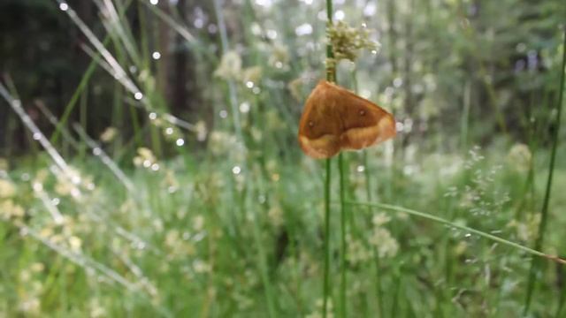 Бабочка Коконопряд сливовый, Тверская область смотреть онлайн