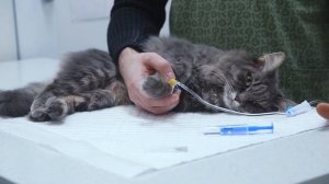 Уход за внутривенным катетером, подключение системы. Ставим капельницу животному
