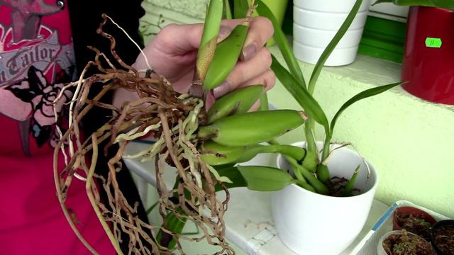 Orchids in water culture experiment over - Final thoughts смотреть онлайн