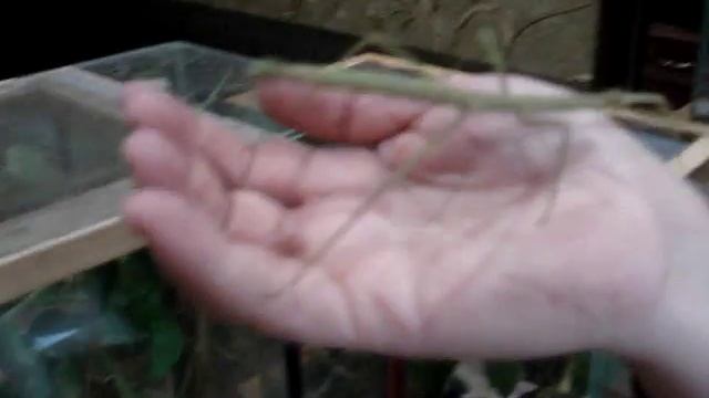 Аннамский палочник (Baculum extradentatum) смотреть онлайн