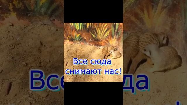 Прикольные сурикаты//Зоопарк в Николаеве смотреть онлайн