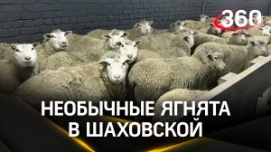 За полгода 60 кг: редких быстрорастущих овец вывели в Шаховской