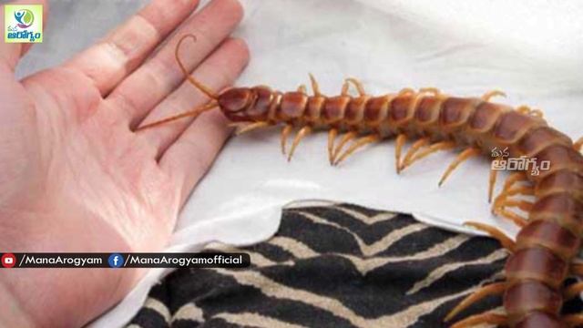 Centipede Bite Home Treatment - Health Tips In Telugu || Mana Arogyam смотреть онлайн