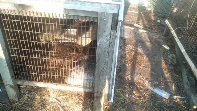 Самки Нутрии забивают самца, пересадка самца в новую клетку смотреть онлайн