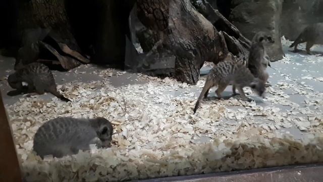 Алушта, Мир Джунглей смотреть онлайн