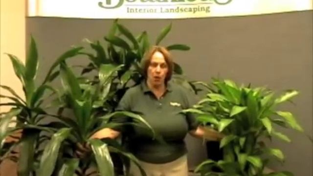 Prune this: How to care for and prune the Dracaena family commonly known as a Corn plant смотреть онлайн